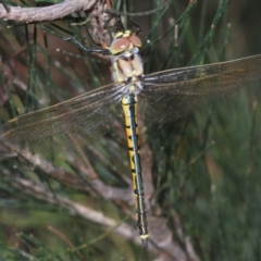 Hemicordulia tau (Tau Emerald) at Lower Boro, NSW - 26 Oct 2022 by Harrisi