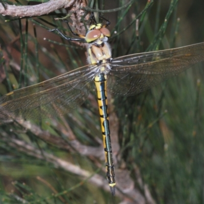 Hemicordulia tau (Tau Emerald) at Lower Boro, NSW - 27 Oct 2022 by Harrisi