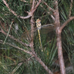 Hemicordulia tau at Lower Boro, NSW - 27 Oct 2022