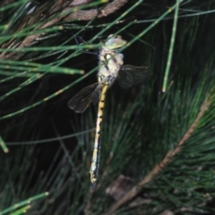 Hemicordulia tau at Lower Boro, NSW - 27 Oct 2022