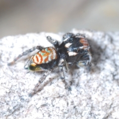 Maratus plumosus (Plumed Peacock Spider) at Lower Boro, NSW - 26 Oct 2022 by Harrisi