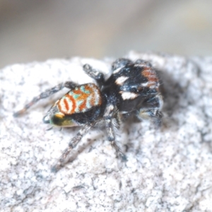 Maratus plumosus at Lower Boro, NSW - 27 Oct 2022 09:55 AM