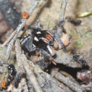 Maratus plumosus at Lower Boro, NSW - 27 Oct 2022 09:55 AM