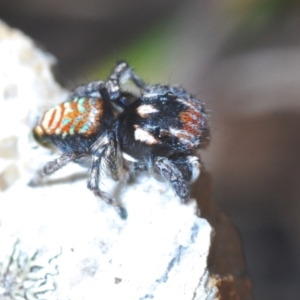 Maratus plumosus at Lower Boro, NSW - 27 Oct 2022 09:55 AM