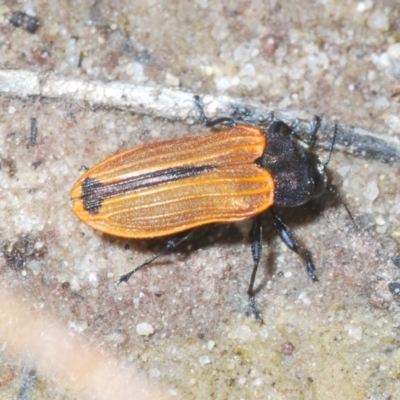 Castiarina erythroptera (Lycid Mimic Jewel Beetle) at Jerrawangala National Park - 27 Oct 2022 by Harrisi