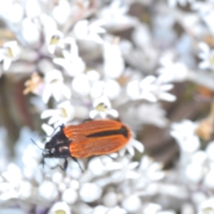 Castiarina erythroptera at Jerrawangala, NSW - 27 Oct 2022