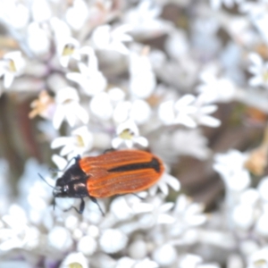 Castiarina erythroptera at Jerrawangala, NSW - 27 Oct 2022