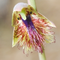 Calochilus campestris (Copper Beard Orchid) at Boolijah, NSW - 27 Oct 2022 by Harrisi