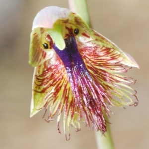 Calochilus campestris at Boolijah, NSW - suppressed