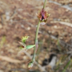 Calochilus campestris at Boolijah, NSW - suppressed