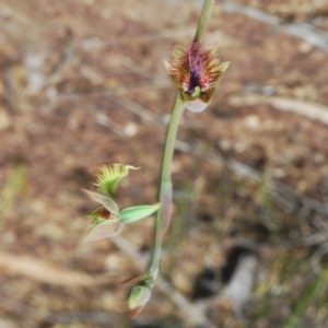 Calochilus campestris at Boolijah, NSW - suppressed