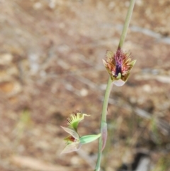 Calochilus campestris at Boolijah, NSW - suppressed