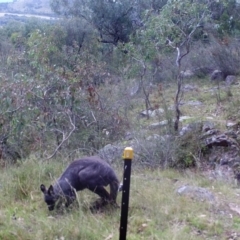 Osphranter robustus robustus (Eastern Wallaroo) at Mount Taylor - 26 Apr 2022 by MountTaylorParkcareGroup