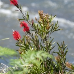 Melaleuca citrina (Crimson Bottlebrush) at Tahmoor, NSW - 26 Oct 2022 by Aussiegall