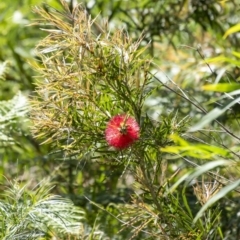 Callistemon citrinus at Tahmoor, NSW - 27 Oct 2022 09:38 AM