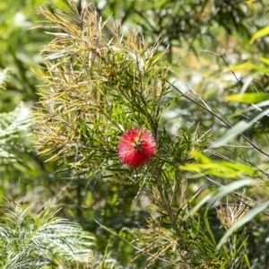 Callistemon citrinus at Tahmoor, NSW - 27 Oct 2022