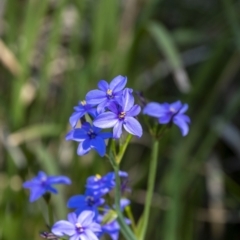 Aristea ecklonii (Blue Stars) at Tahmoor, NSW - 27 Oct 2022 by Aussiegall