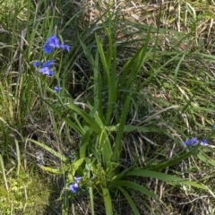 Aristea ecklonii at Tahmoor, NSW - suppressed