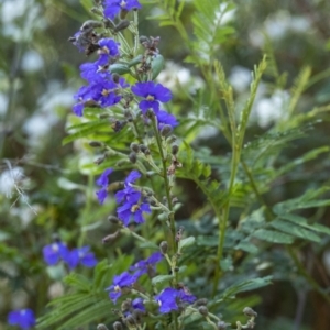 Dampiera purpurea at Tahmoor, NSW - 27 Oct 2022