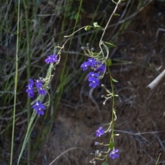 Dampiera purpurea at Tahmoor, NSW - 27 Oct 2022