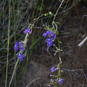 Dampiera purpurea at Tahmoor, NSW - 27 Oct 2022 09:40 AM