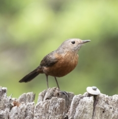 Origma solitaria (Rockwarbler) at Wollondilly Local Government Area - 27 Oct 2022 by Aussiegall