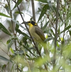 Lichenostomus melanops (Yellow-tufted Honeyeater) at Tahmoor, NSW - 27 Oct 2022 by Aussiegall