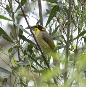 Lichenostomus melanops at Tahmoor, NSW - 27 Oct 2022