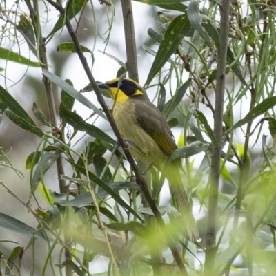 Lichenostomus melanops (Yellow-tufted Honeyeater) at Wollondilly Local Government Area - 27 Oct 2022 by Aussiegall