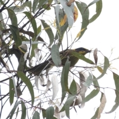 Lichenostomus melanops at Tahmoor, NSW - 27 Oct 2022