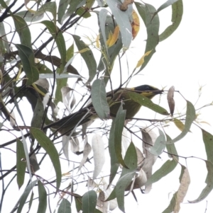 Lichenostomus melanops at Tahmoor, NSW - 27 Oct 2022