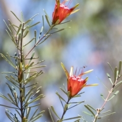 Lambertia formosa (Mountain Devil) at Tahmoor, NSW - 27 Oct 2022 by Aussiegall
