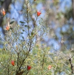 Lambertia formosa at Tahmoor, NSW - 27 Oct 2022
