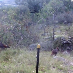 Notamacropus rufogriseus (Red-necked Wallaby) at Kambah, ACT - 28 Apr 2022 by MountTaylorParkcareGroup