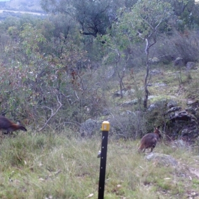 Notamacropus rufogriseus (Red-necked Wallaby) at Mount Taylor - 28 Apr 2022 by MountTaylorParkcareGroup