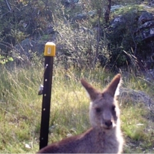 Macropus giganteus at Kambah, ACT - 29 Apr 2022