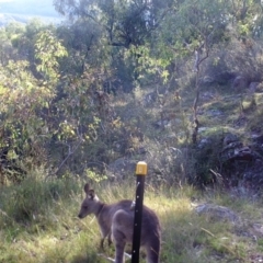 Macropus giganteus at Kambah, ACT - 29 Apr 2022