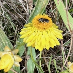 Lasioglossum (Chilalictus) sp. (genus & subgenus) (Halictid bee) at Aranda, ACT - 27 Oct 2022 by KMcCue