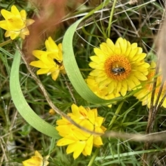 Lasioglossum (Chilalictus) sp. (genus & subgenus) at Aranda, ACT - 27 Oct 2022 02:23 PM