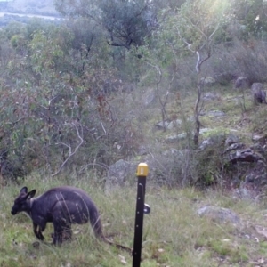 Osphranter robustus robustus at Kambah, ACT - 29 Apr 2022 05:02 PM