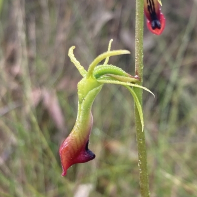 Cryptostylis subulata (Cow Orchid) at Vincentia, NSW - 26 Oct 2022 by AnneG1