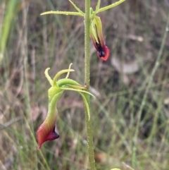 Cryptostylis subulata at Vincentia, NSW - suppressed