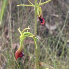 Cryptostylis subulata at Vincentia, NSW - 26 Oct 2022