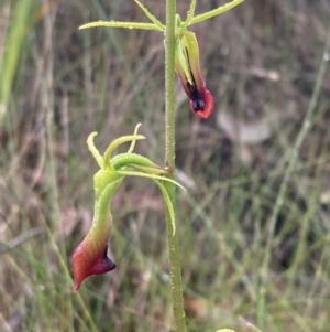 Cryptostylis subulata at Vincentia, NSW - suppressed