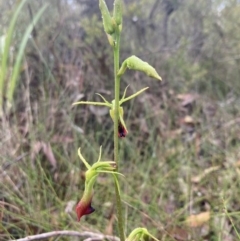 Cryptostylis subulata at Vincentia, NSW - suppressed