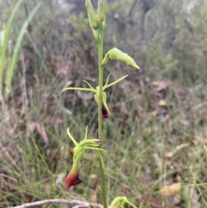 Cryptostylis subulata at Vincentia, NSW - suppressed