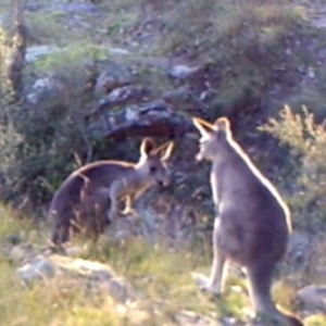 Macropus giganteus at Kambah, ACT - 30 Apr 2022