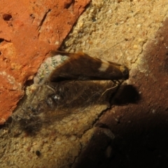 Anestia (genus) at Flynn, ACT - 26 Oct 2022