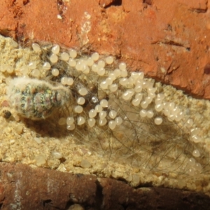 Anestia (genus) at Flynn, ACT - 26 Oct 2022 06:40 PM