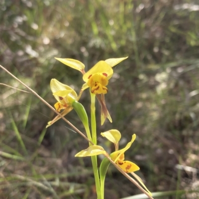 Diuris sulphurea (Tiger Orchid) at Vincentia, NSW - 26 Oct 2022 by AnneG1